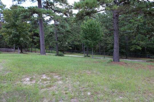 Park drive through East Texas pines
