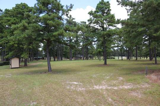 Towering pines and park buildings across the grounds