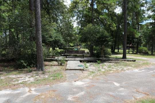 Pine canopy on the park grounds