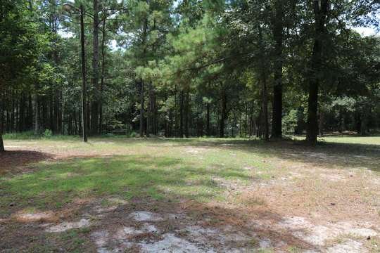 Pine canopy on the park grounds