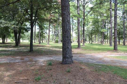 Picnic tables in a pine grove