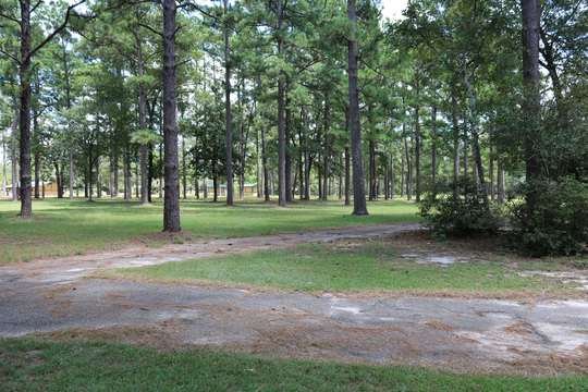 Picnic tables in a pine grove